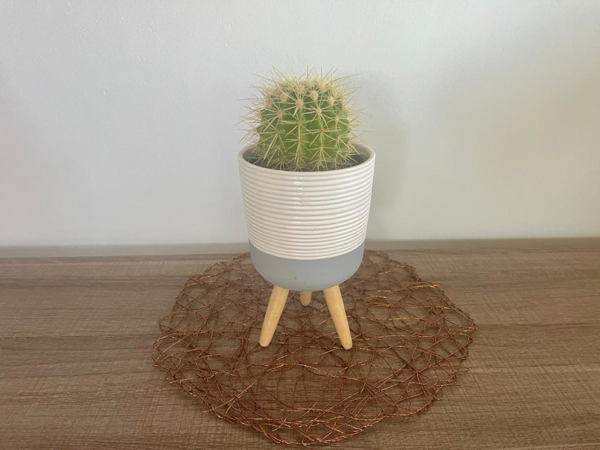cactus-pot-plant1.jpeg