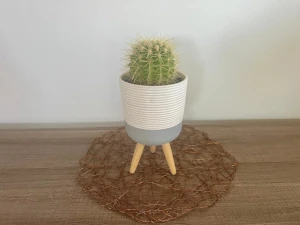 cactus-pot-plant1.webp